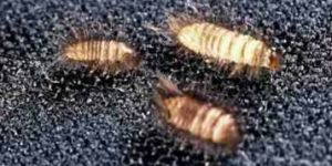 Carpet Beetle Control Service