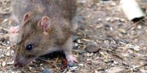 Rodent Control Service