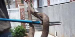 Snake Catching Service