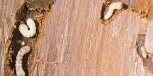 Wood Borer Control Service