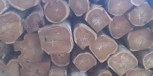 Teak Wood