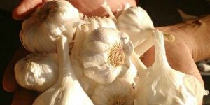 Farm Fresh Garlic
