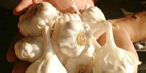 Garlic Seeds