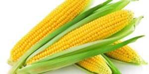 Yellow Corn