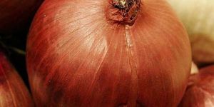 Onion