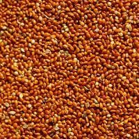 Red Millet