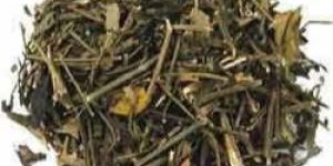 Andrographis Paniculata Extract