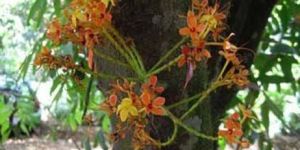 Saraca Indica Extract