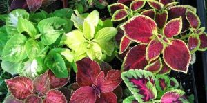 Coleus Forskohlii