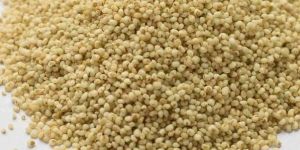 Kodo Millet Seeds