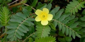 Tribulus Terrestris