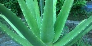 Raw Aloe Vera