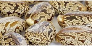 Castor Seeds Extraction Meal