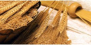Indian Feed Wheat