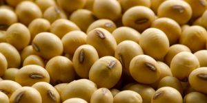 Soybean Seeds