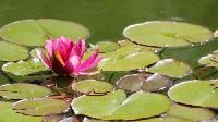 Aquatic Plants