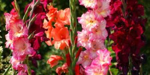 Gladiolus Plants