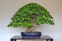 Bonsai Plants