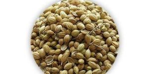 Coriander Seeds