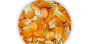 Maize Seeds