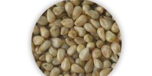 Pearl Millet Seeds
