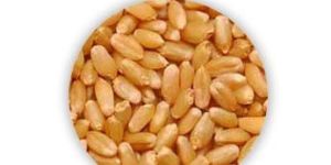 Wheat Seeds