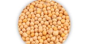 Yellow Mustard Seeds