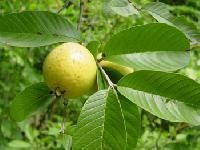 Guava Plant