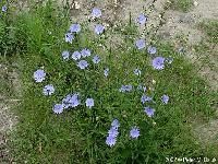 Chicory