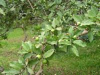 Guava Plants