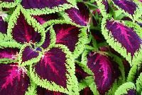 Coleus Plant