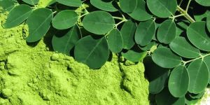 Moringa Powder