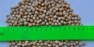 Chick Peas (Kabuli Chana) Fromrussia