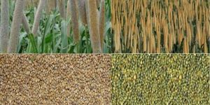 Millet