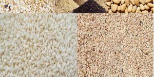 Sesame Seeds