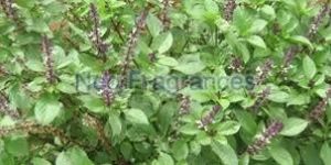 Basil Oil.