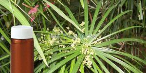 Cypriol Oil