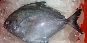 Frozen Black Pomfret Fishes