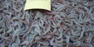 Dried Jawala Fishes