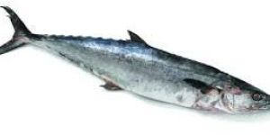 Frozen Silver King Fishes