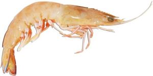 Frozen Prawns