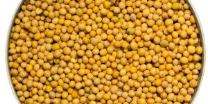 Yellow Mustard Seeds