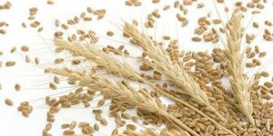 Wheat Seeds
