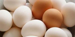 Broiler Hatching Eggs