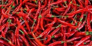 Fresh Red Chilli