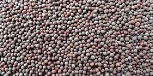 Black Mustard Seeds