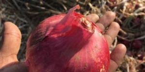 Fresh Red Onion