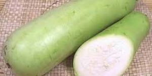 Fresh Bottle Gourd