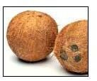Semi Husked Coconuts