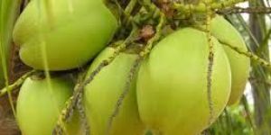 Tender Coconut Water